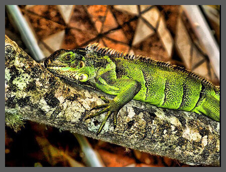 IGUANA DE BADANA!